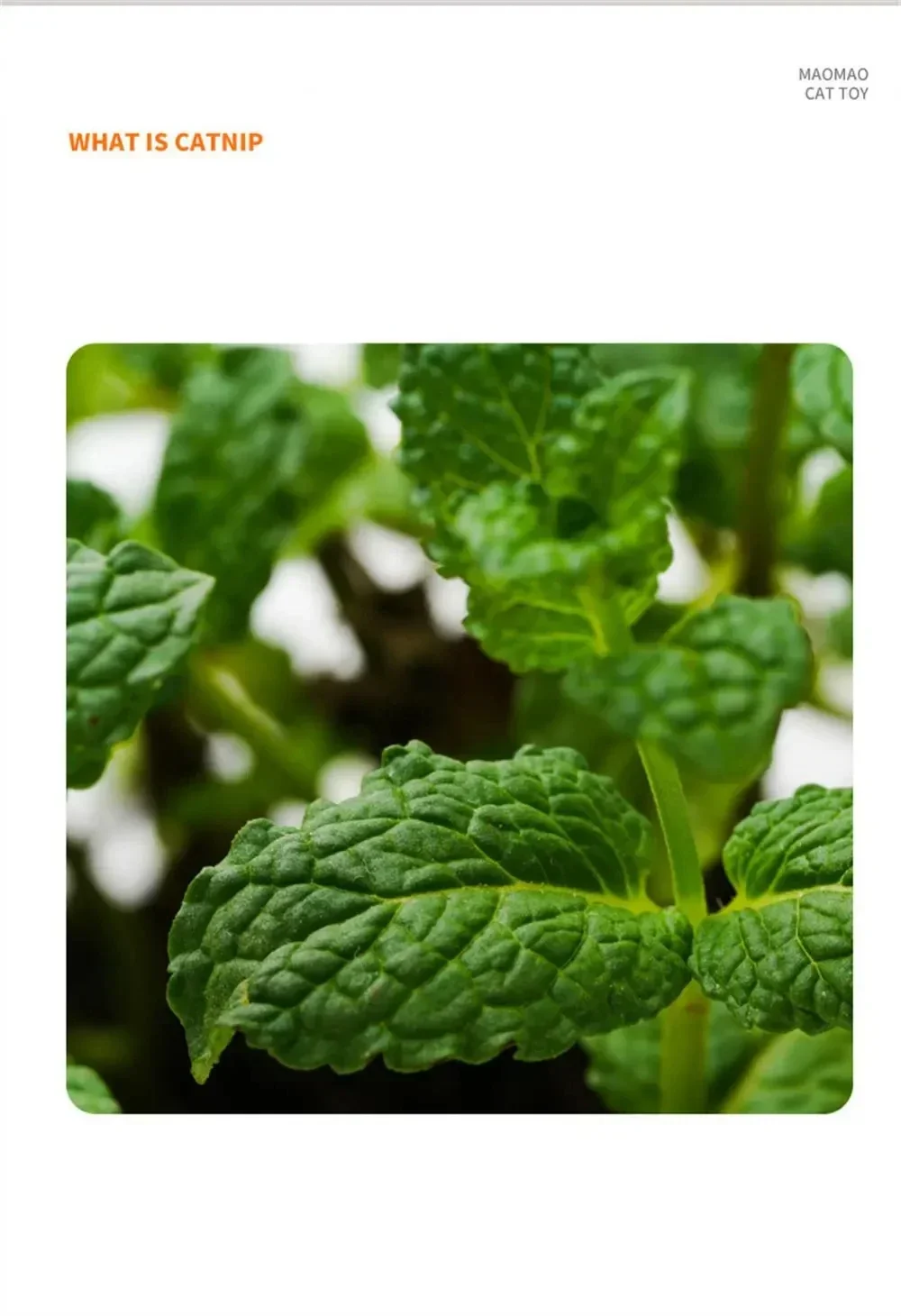 Katzenminze-Ball mit Feder – essbares Katzenspielzeug zur Zahnpflege & Beschäftigung – Bild 7